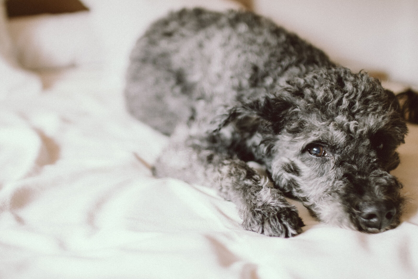 Canon EOS 70D + Sigma 30mm F1.4 EX DC HSM sample photo. Light, bed, bedroom, dog photography
