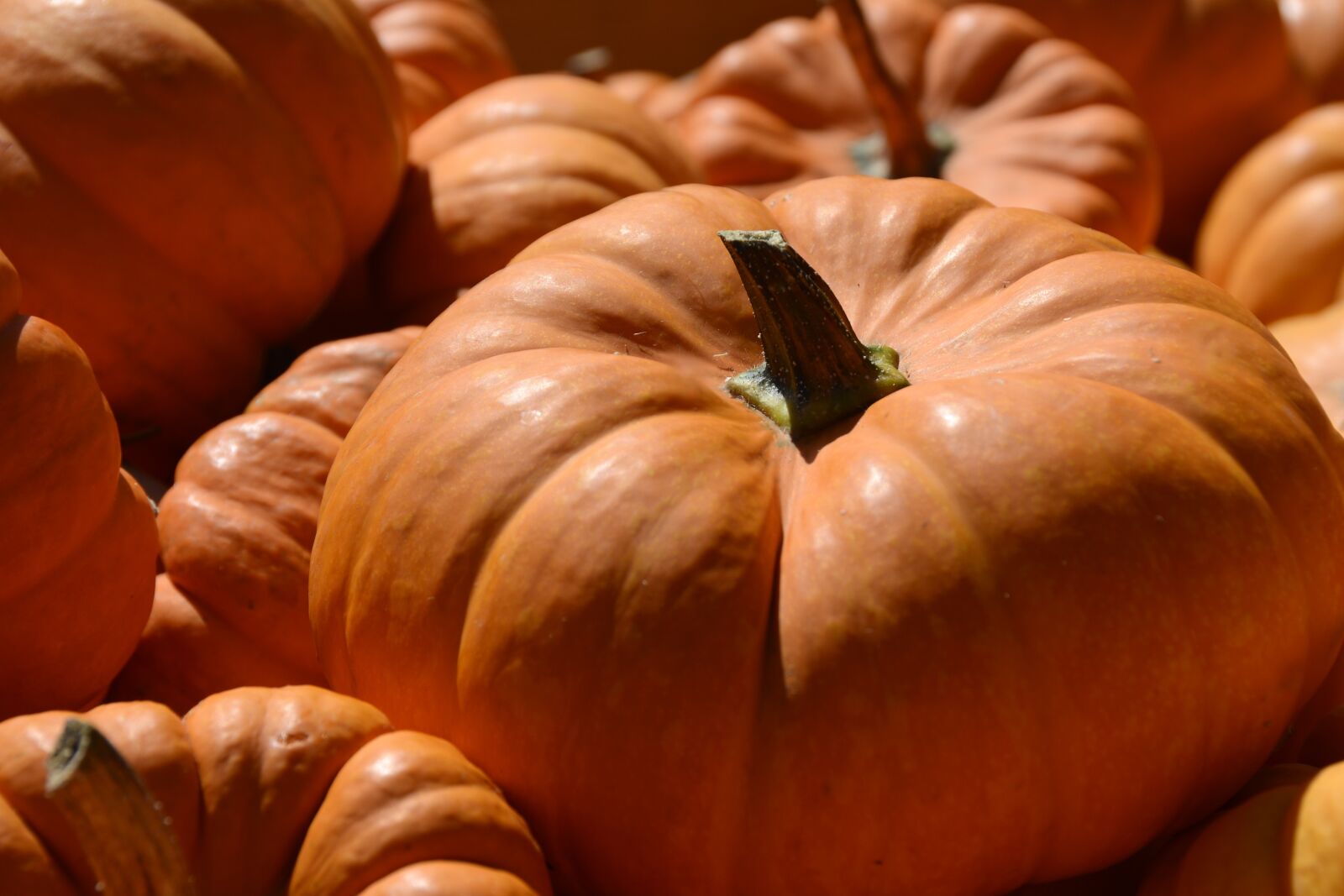 Nikon D7100 sample photo. Pumpkin, gourd, vegetables photography