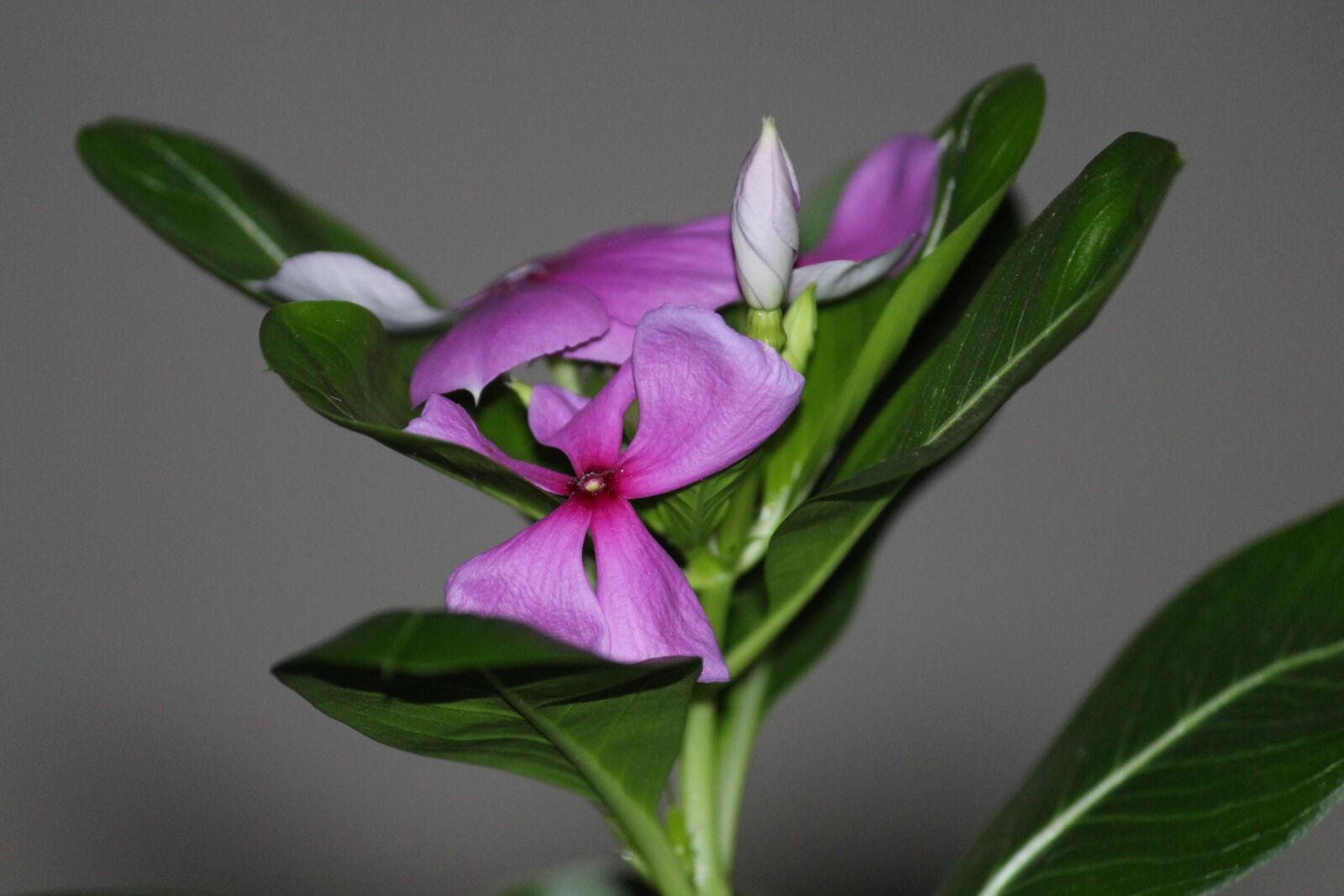 Canon EOS 700D (EOS Rebel T5i / EOS Kiss X7i) sample photo. Faces, flower, patna, sunita photography