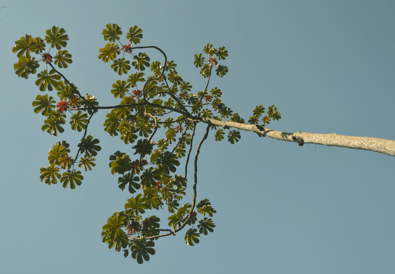 Nikon D3200 sample photo. Rio dejaneiro, nature, tree photography