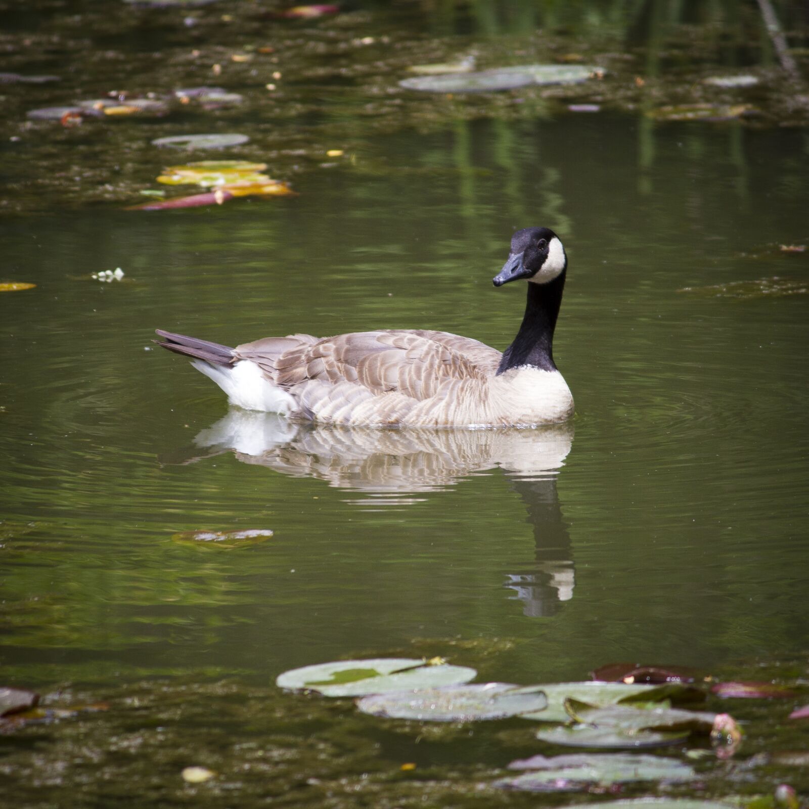 Canon EOS 7D + Canon EF-S 55-250mm F4-5.6 IS II sample photo. Waterfowl, boise, idaho photography
