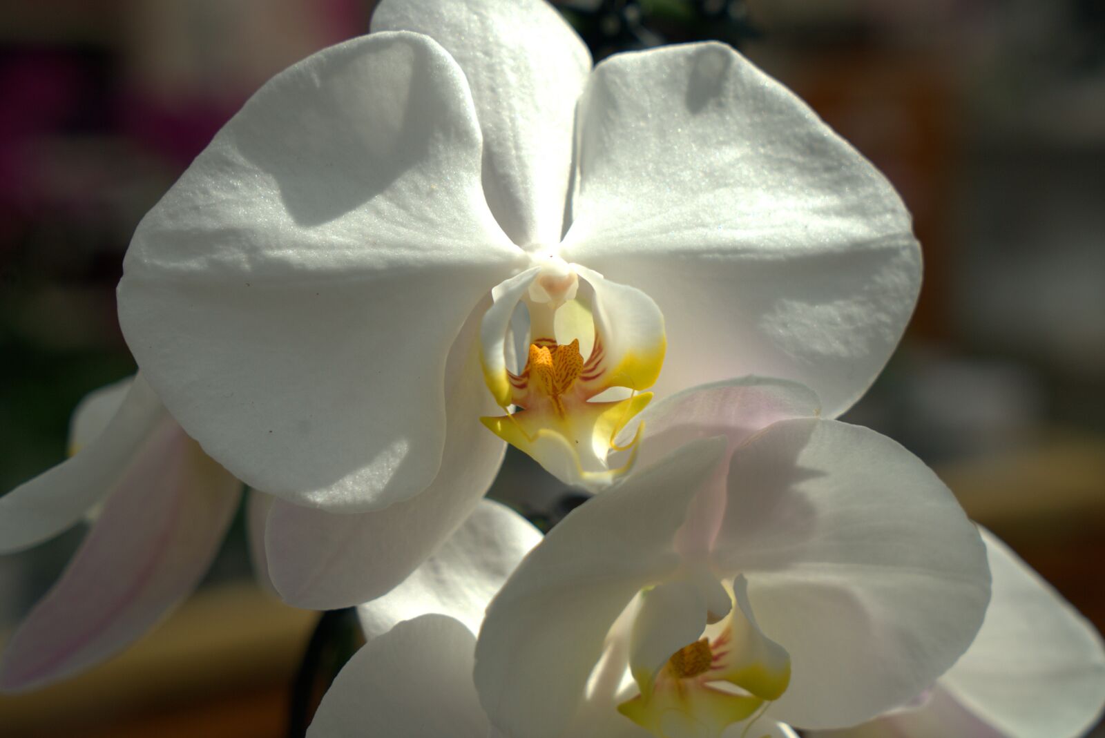 Sony a7 II + Sony Vario Tessar T* FE 24-70mm F4 ZA OSS sample photo. Orchid, flower, white photography