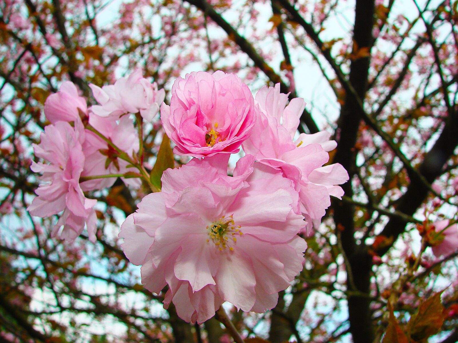 Sony DSC-H5 sample photo. Flower, pink, tree photography