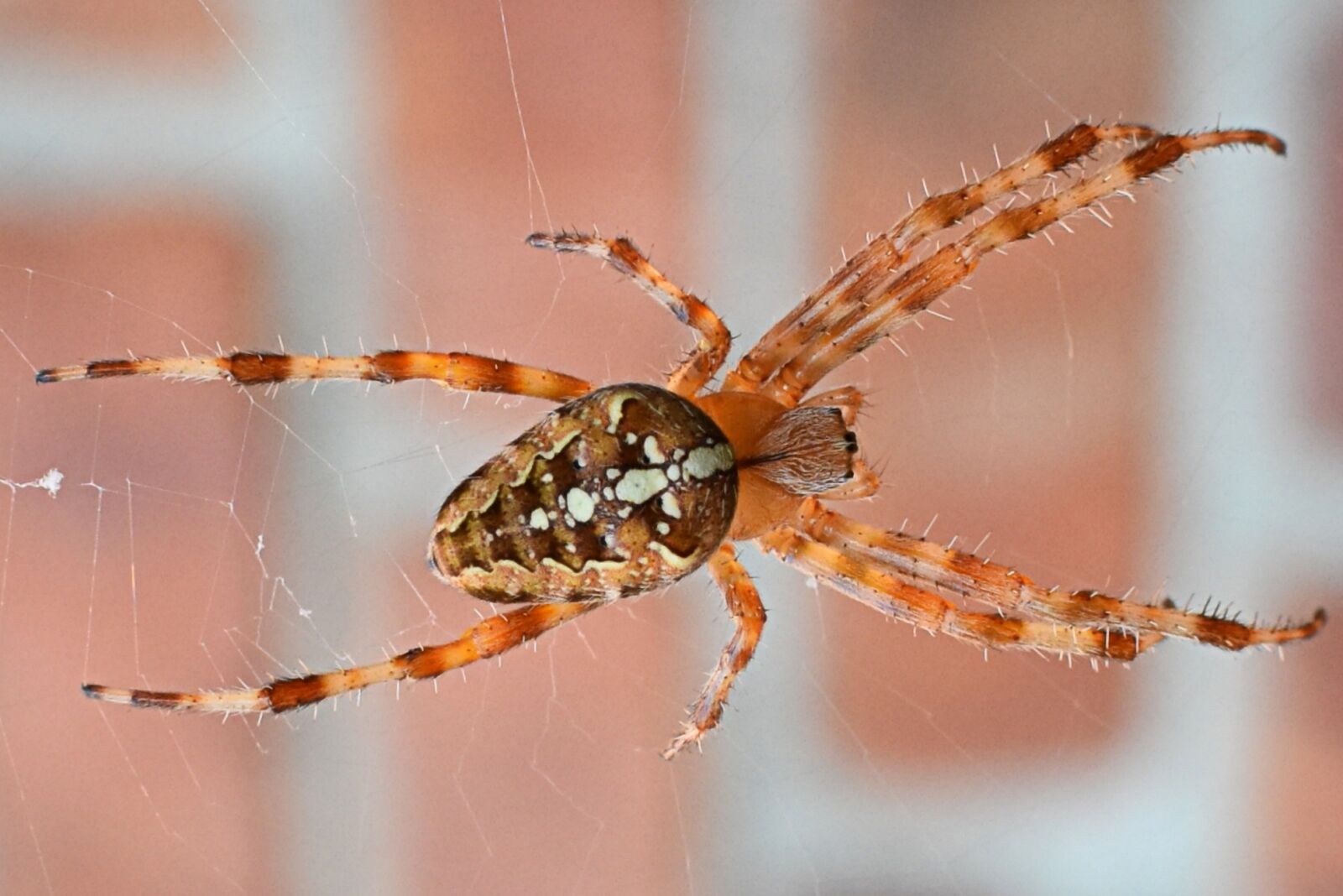 Nikon D7200 sample photo. Spin, legs, animal photography
