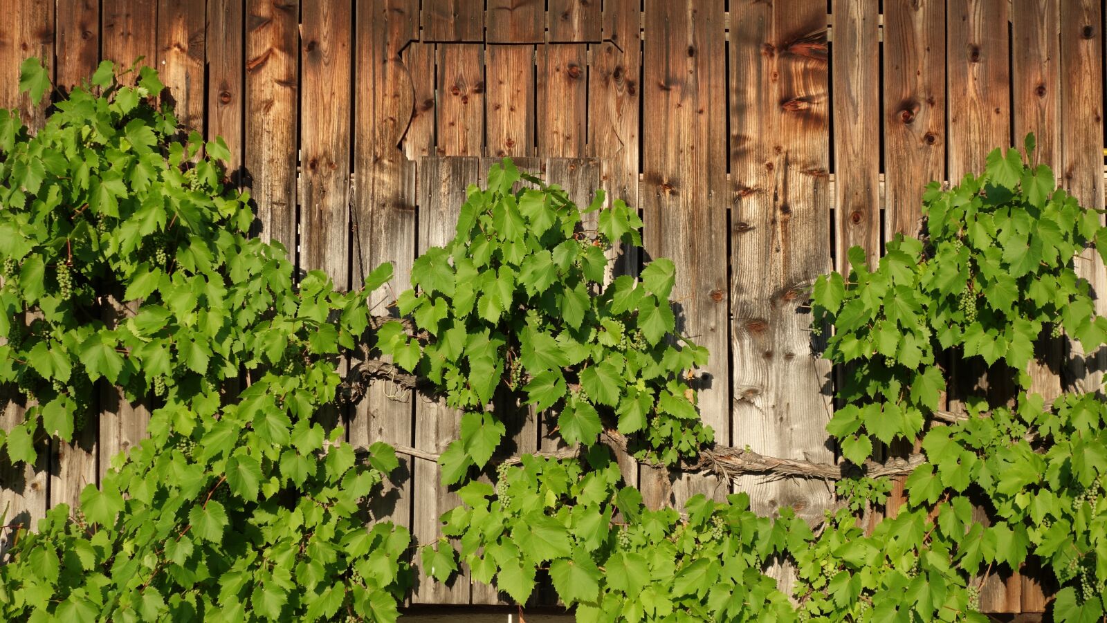 Sony Cyber-shot DSC-RX100 II sample photo. Vine, grapevine, wine photography