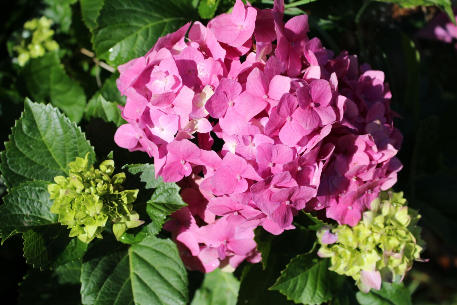 Canon EOS 700D (EOS Rebel T5i / EOS Kiss X7i) sample photo. Hydrangea, flower, pink photography