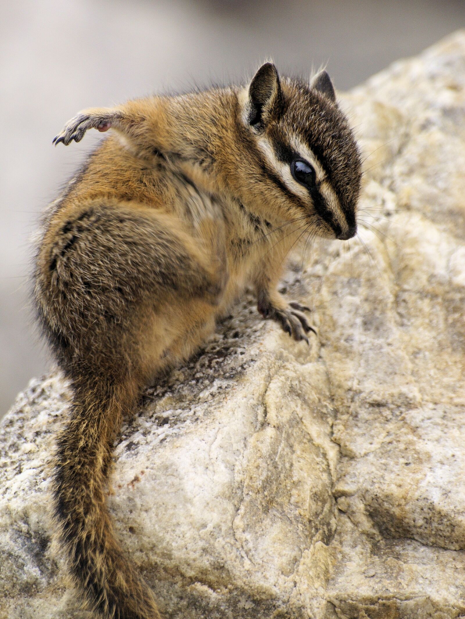 Olympus E-400 (EVOLT E-400) sample photo. Chipmunk, cute, furry photography