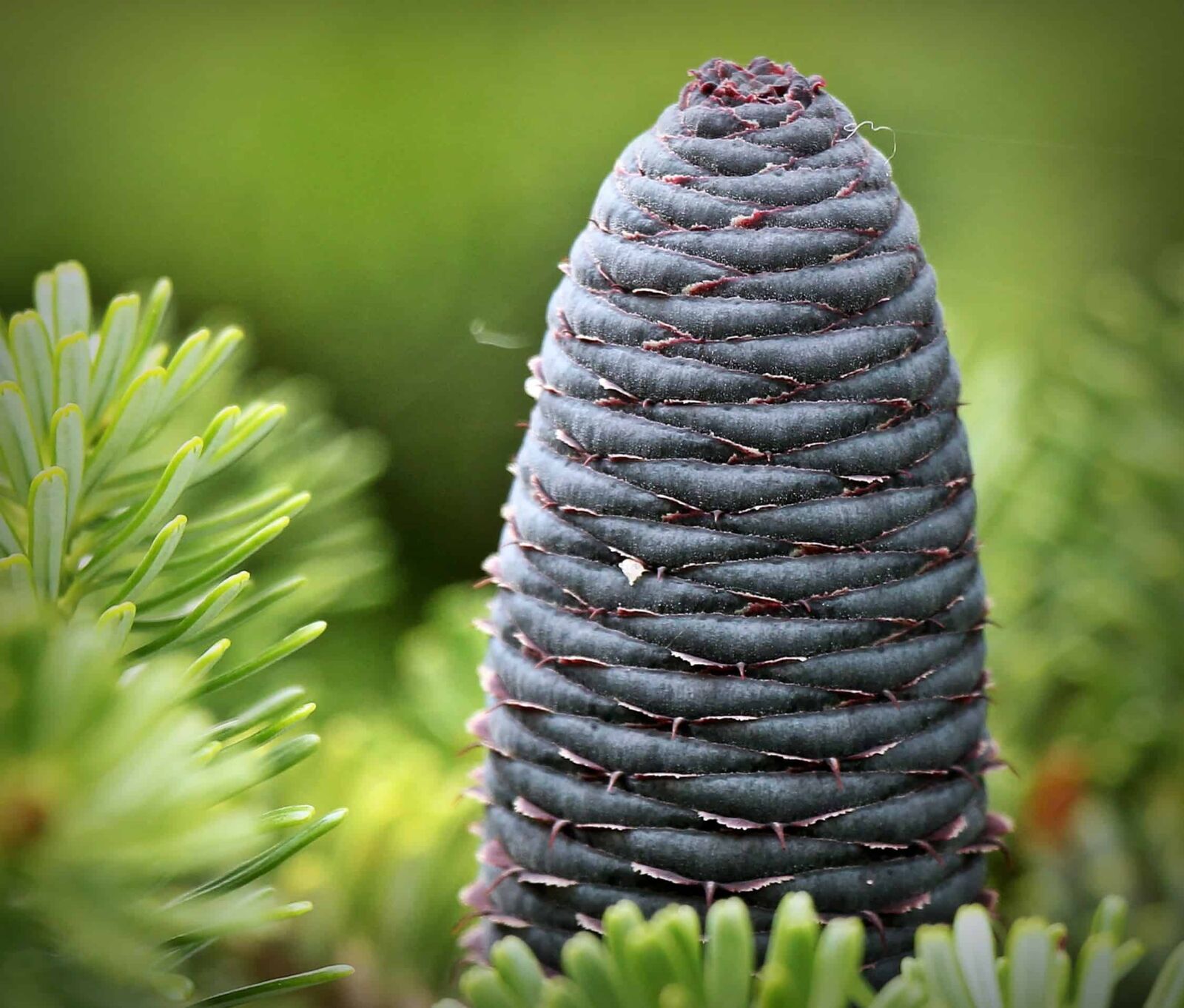 Canon EOS 550D (EOS Rebel T2i / EOS Kiss X4) sample photo. Flora, conifer, tree, pine photography