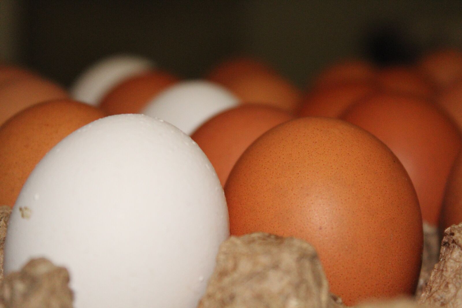 Canon EOS 4000D (EOS Rebel T100 / EOS 3000D) sample photo. Eggs, chicken, egg photography