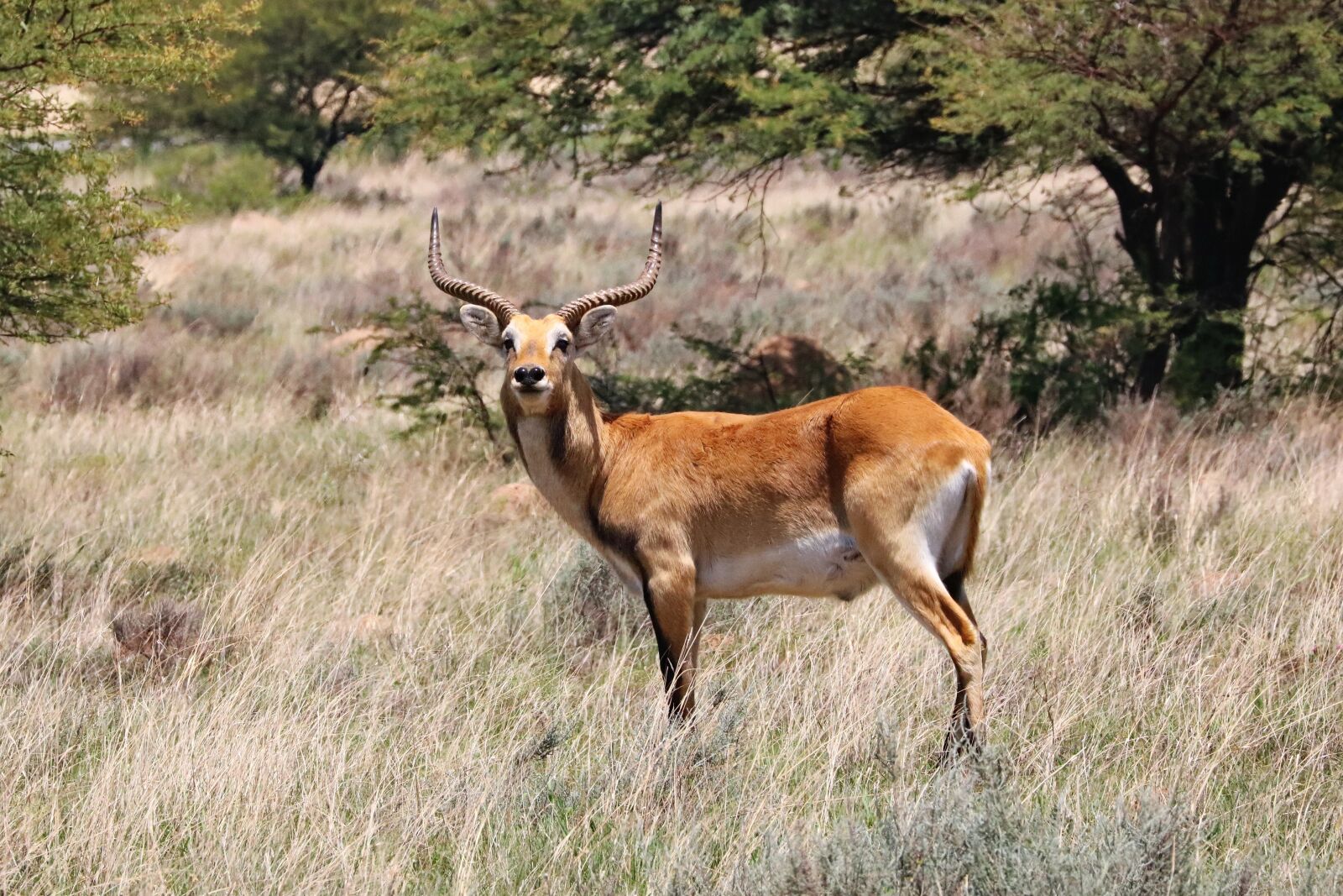 Canon EF 70-300mm F4-5.6L IS USM sample photo. Lechwe, males, male photography