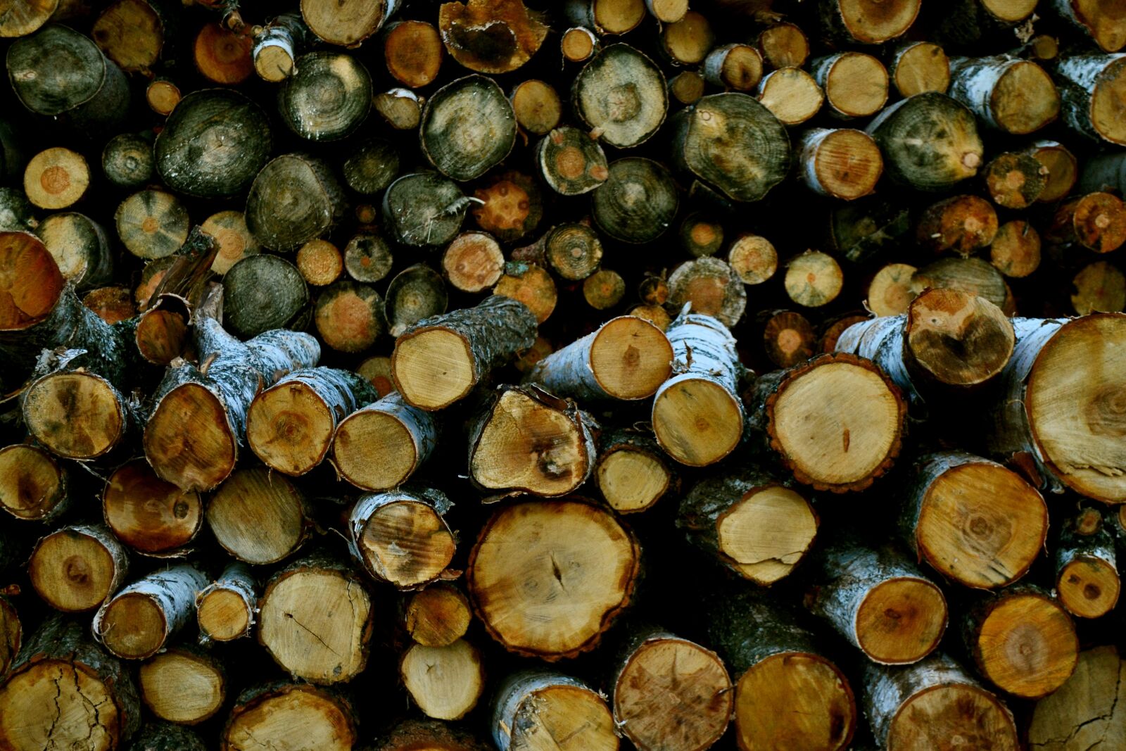 Nikon D3100 sample photo. Logs, birch, tree photography