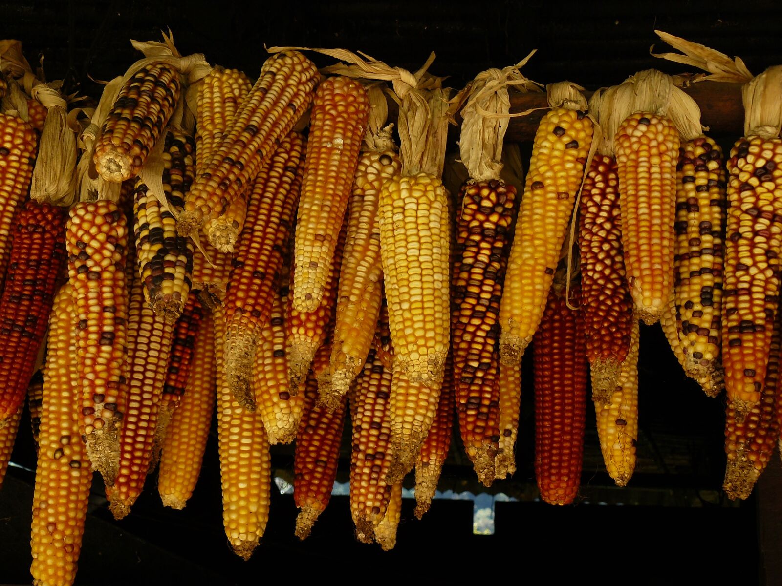 Panasonic DMC-FZ8 sample photo. Food, crop, harvest photography