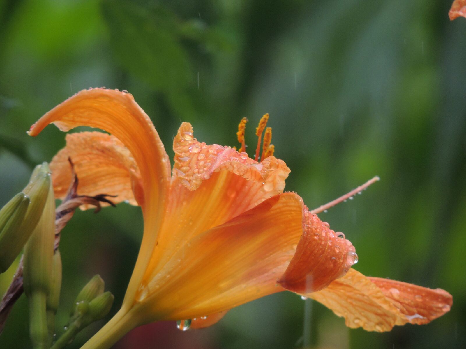 Nikon Coolpix P510 sample photo. Nature, flowers, macro photography