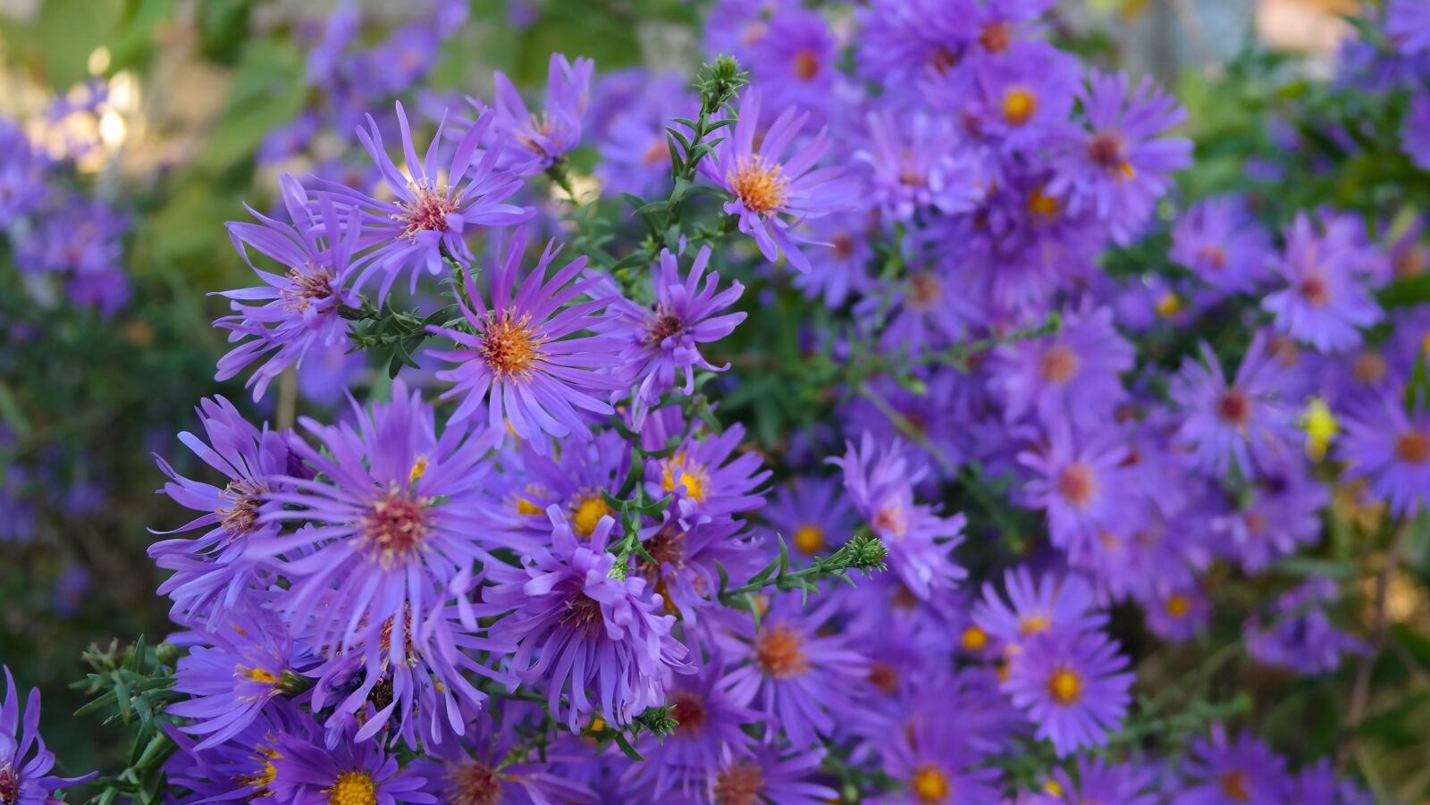 Samsung NX300 sample photo. Flowers, garden, purple photography