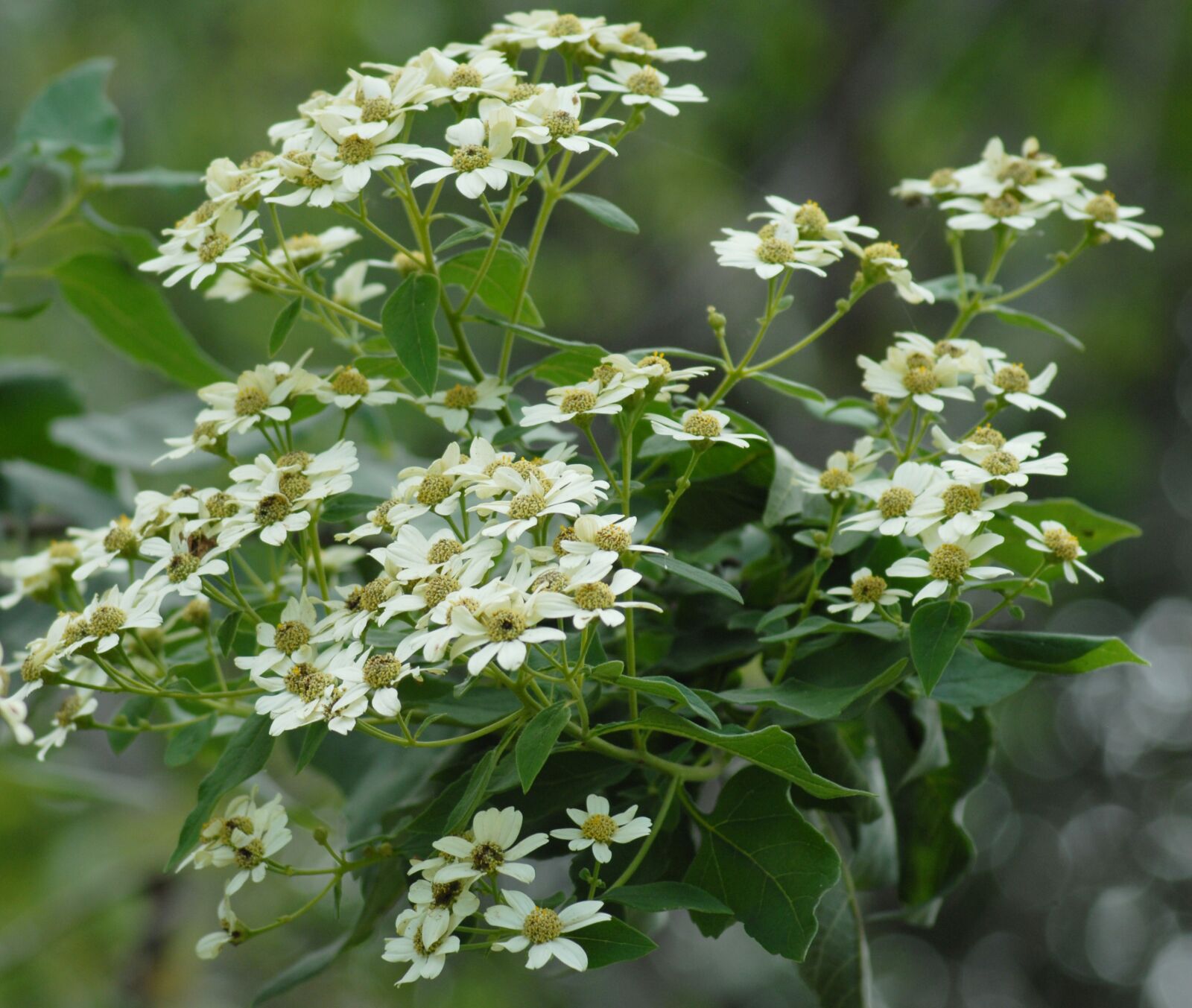 Nikon D200 sample photo. Flowers regional, flower, regional photography