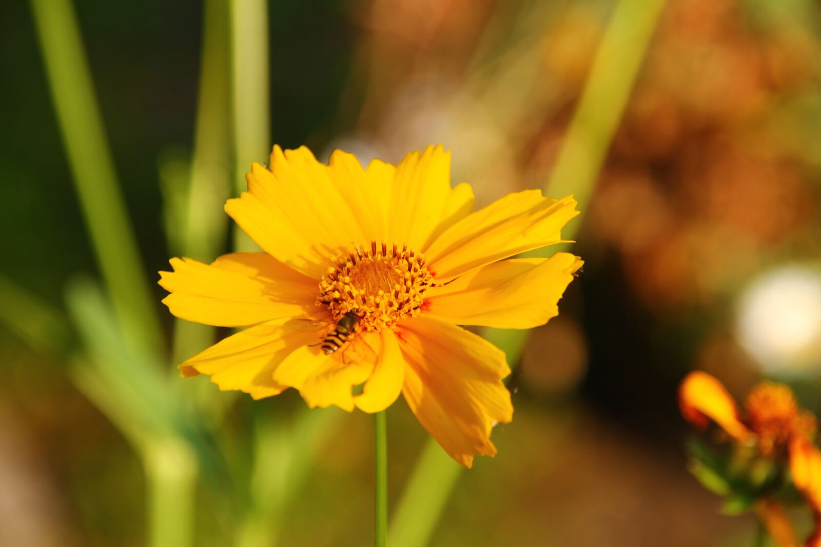Canon EOS 1100D (EOS Rebel T3 / EOS Kiss X50) sample photo. Flower, petals, yellow photography