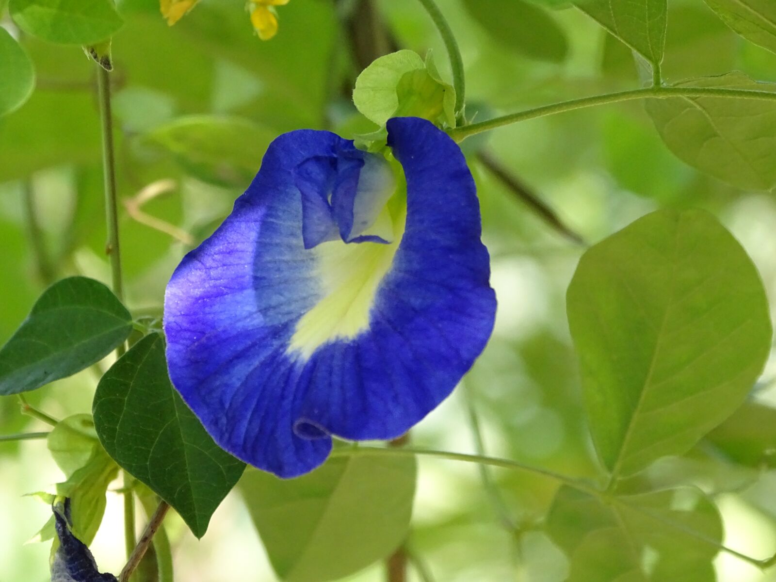 Sony Cyber-shot DSC-HX400V sample photo. Flowers, nature, beautiful photography