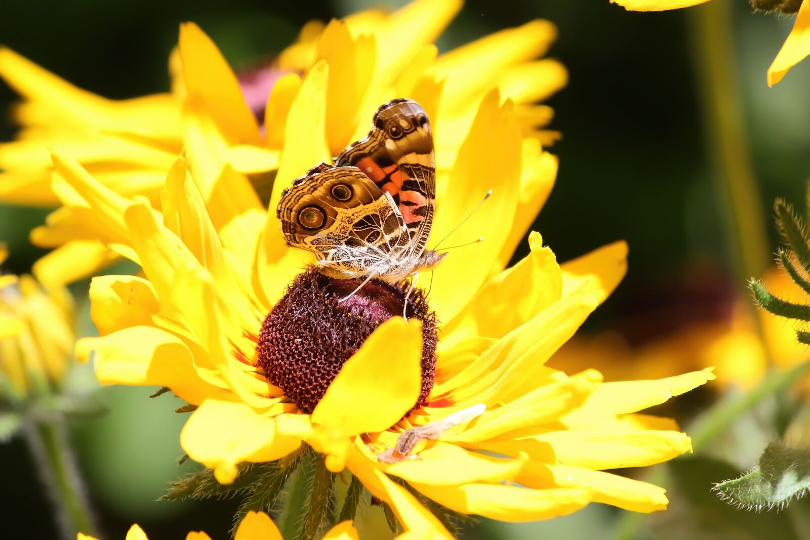 Canon EOS 600D (Rebel EOS T3i / EOS Kiss X5) sample photo. Butterfly, butterfly wings, american photography