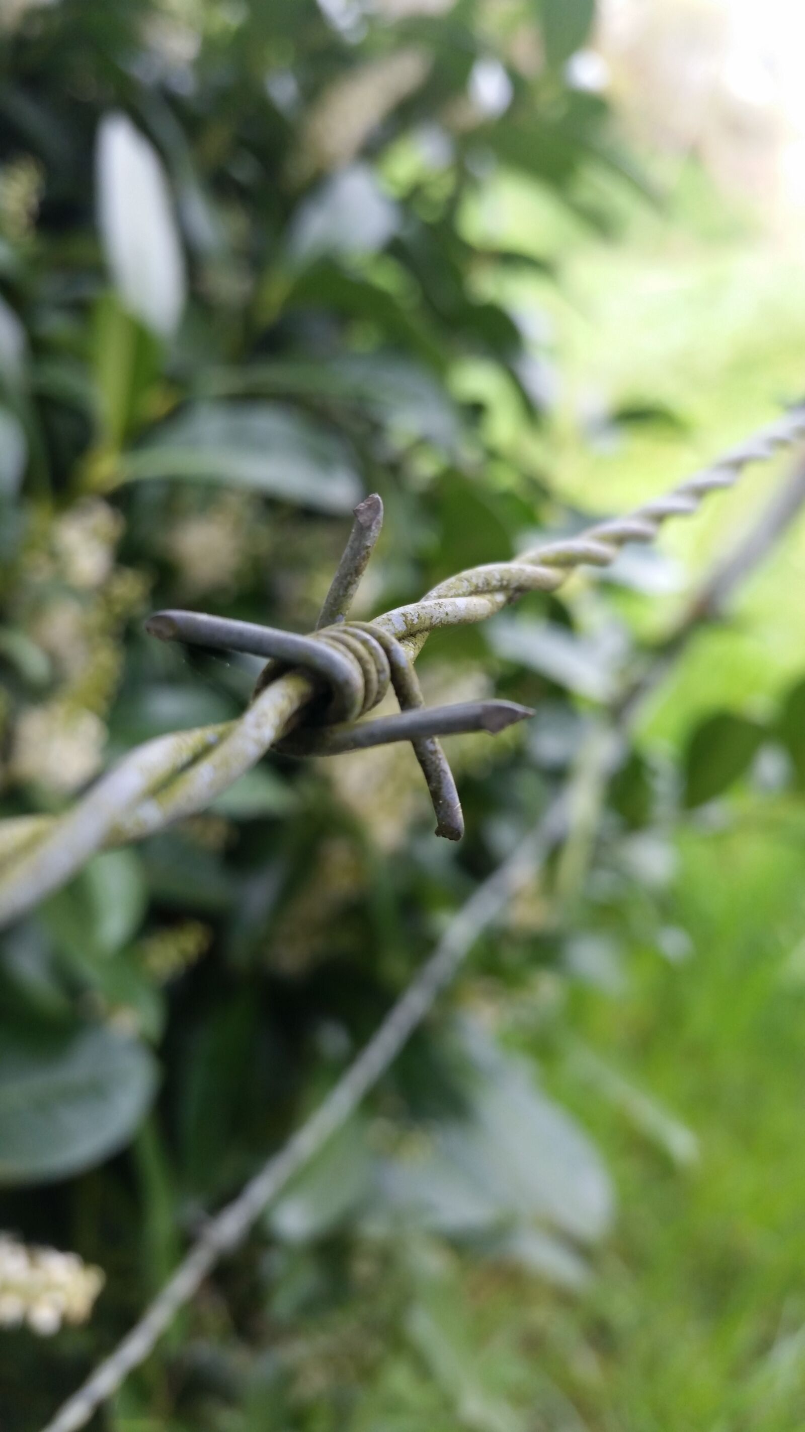 Samsung Galaxy S5 sample photo. Nature, flora, leaf photography