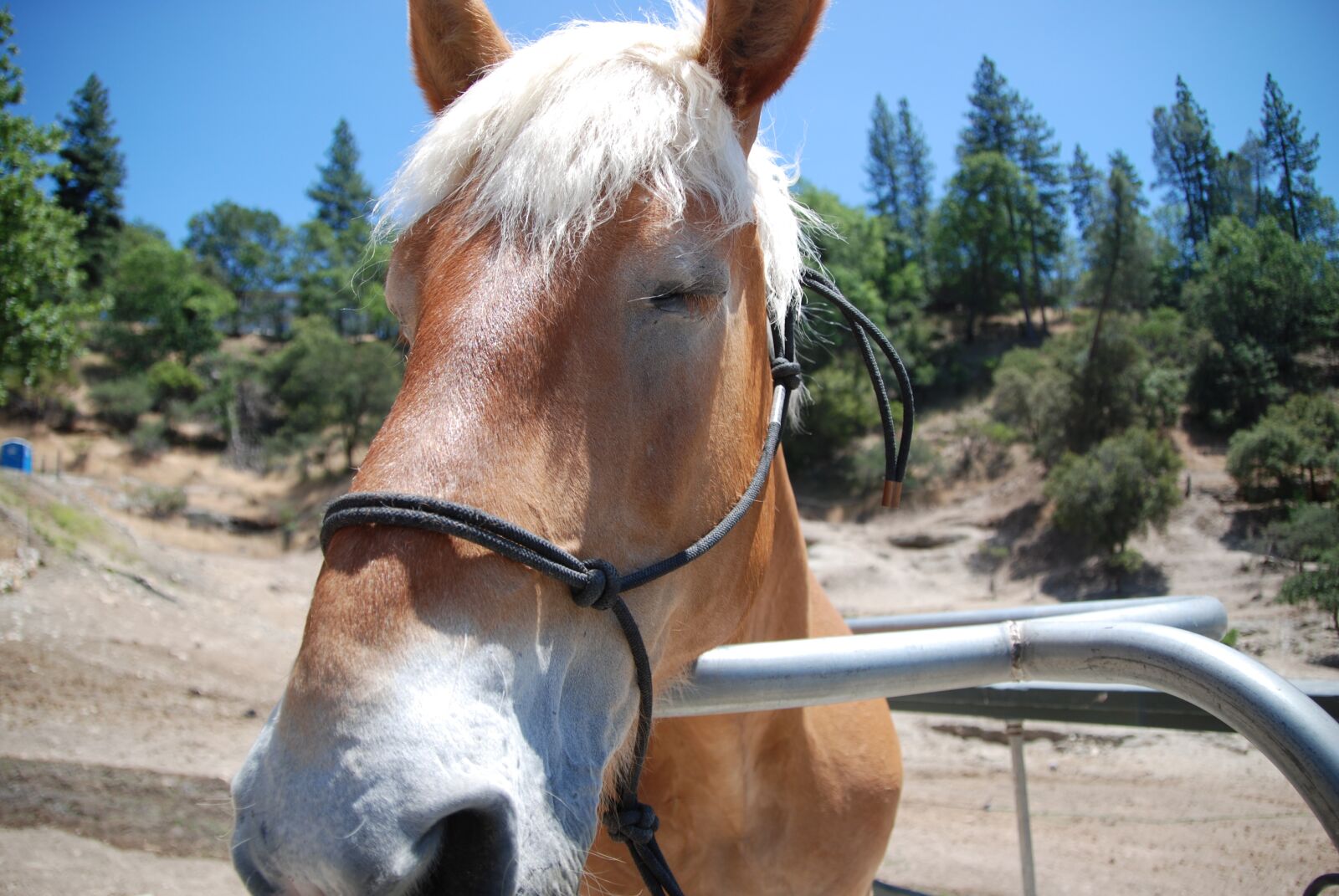 Nikon D60 sample photo. Horse, head, bangs photography