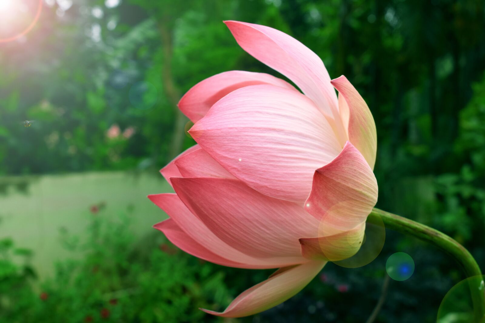 Nikon D3400 sample photo. Flower, lotus, landscape photography