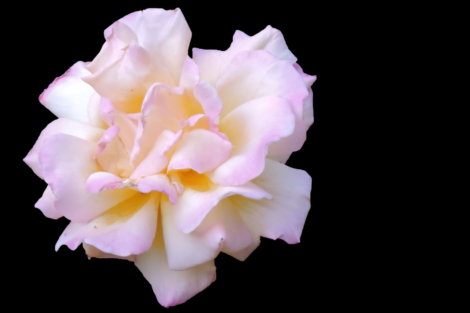 Nikon Coolpix P520 sample photo. Rose, blossom, bloom photography