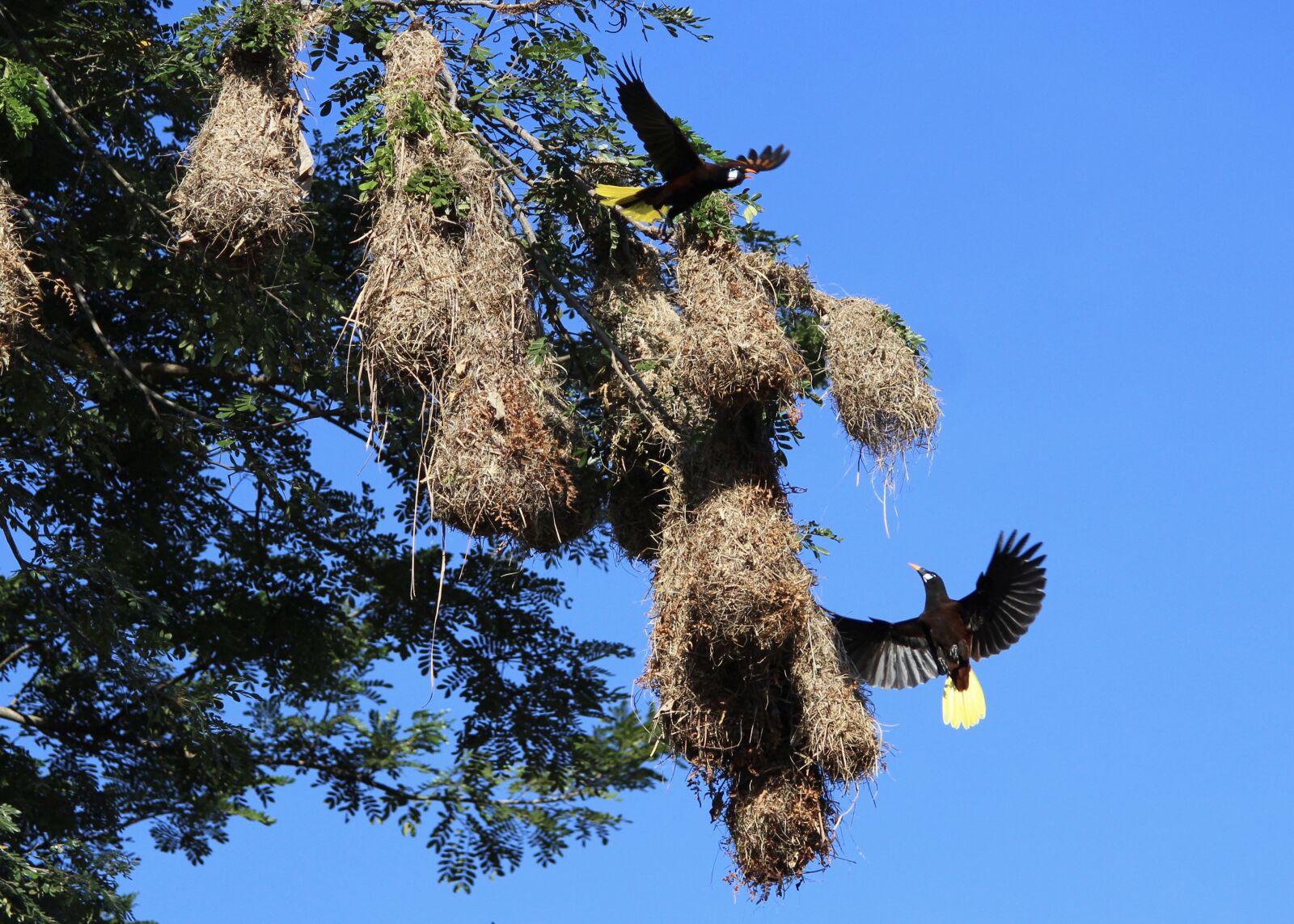 Canon EOS 600D (Rebel EOS T3i / EOS Kiss X5) sample photo. Nature, tree, sky photography