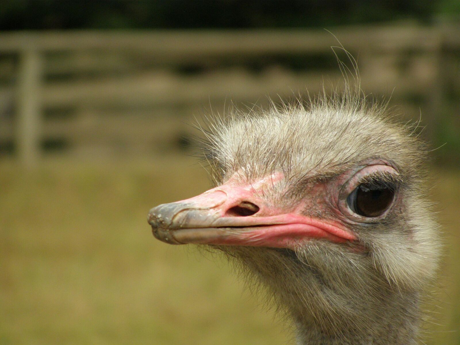 Olympus SP510UZ sample photo. Emu, bouquet, flightless bird photography