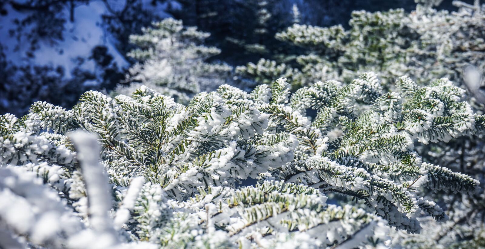 Sony a7 sample photo. Winter, tree, snow photography