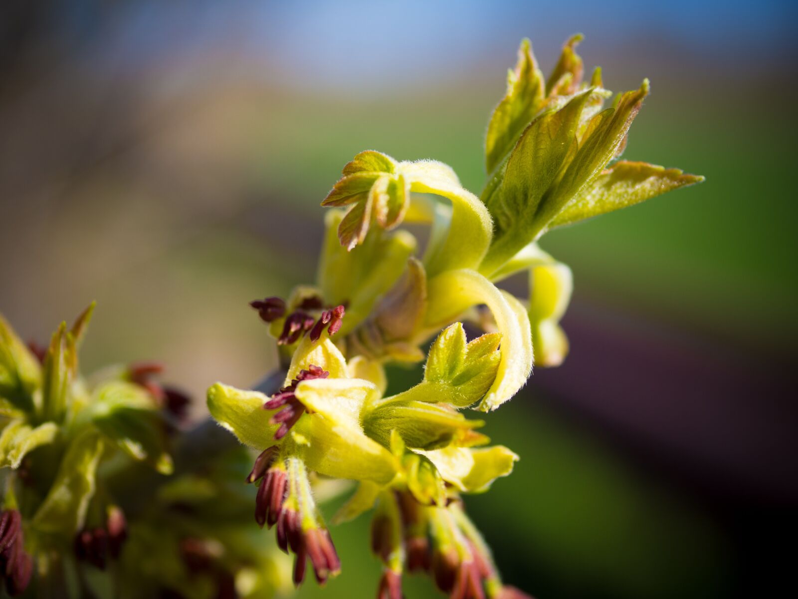 Panasonic Lumix G Macro 30mm F2.8 ASPH Mega OIS sample photo. Ironwood tree, blossom, bloom photography