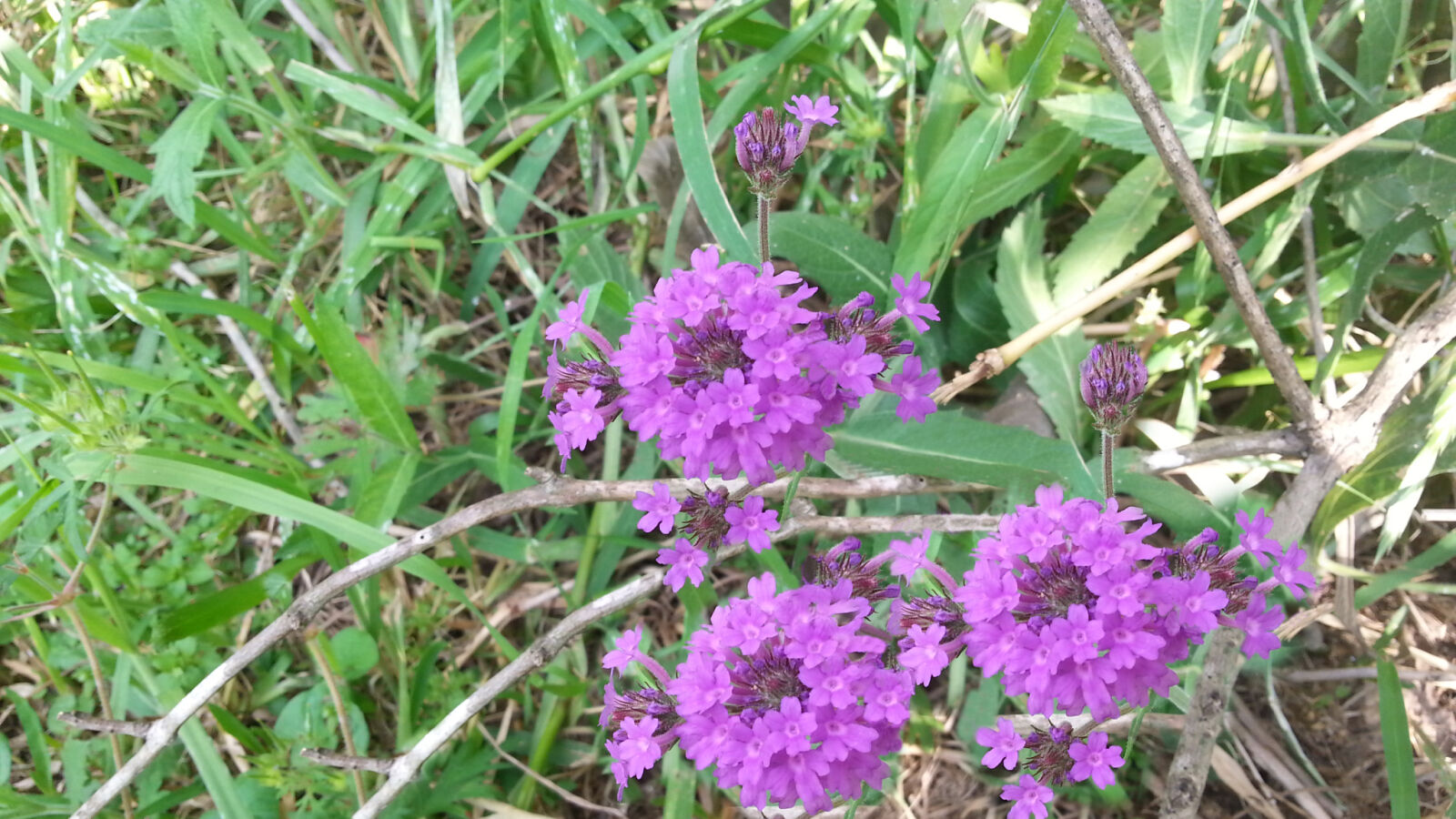 Samsung Galaxy S3 sample photo. Clusters, flower, purple, tiny photography