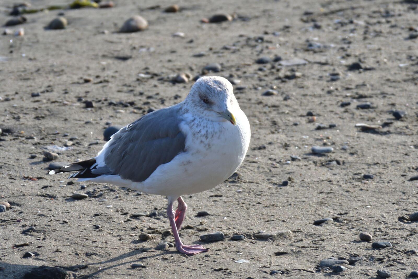 Nikon D500 sample photo. Waters, bird, natural photography