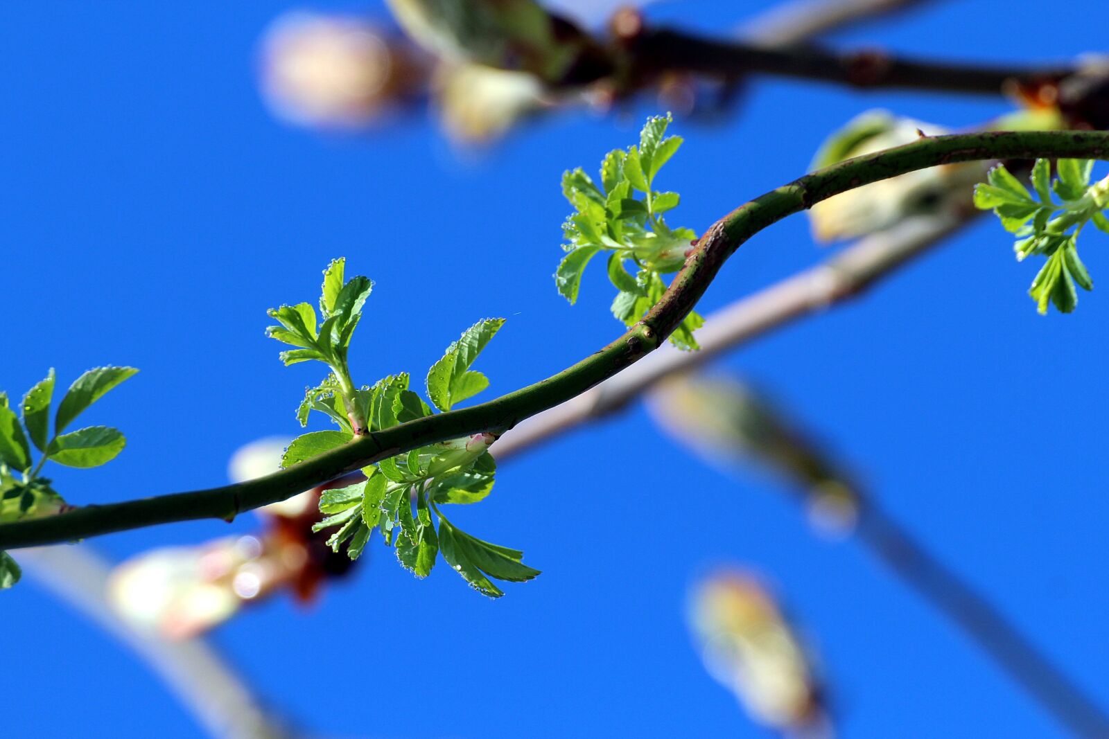 Canon EOS 600D (Rebel EOS T3i / EOS Kiss X5) sample photo. Spring, nature, bloom photography