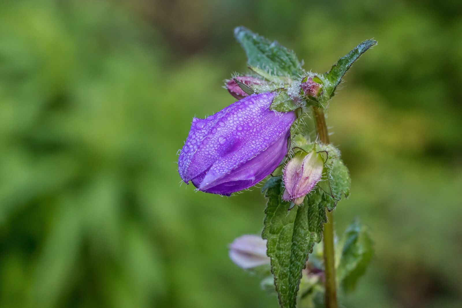Canon EF 100mm F2.8L Macro IS USM sample photo. Morgentau, flower, purple photography