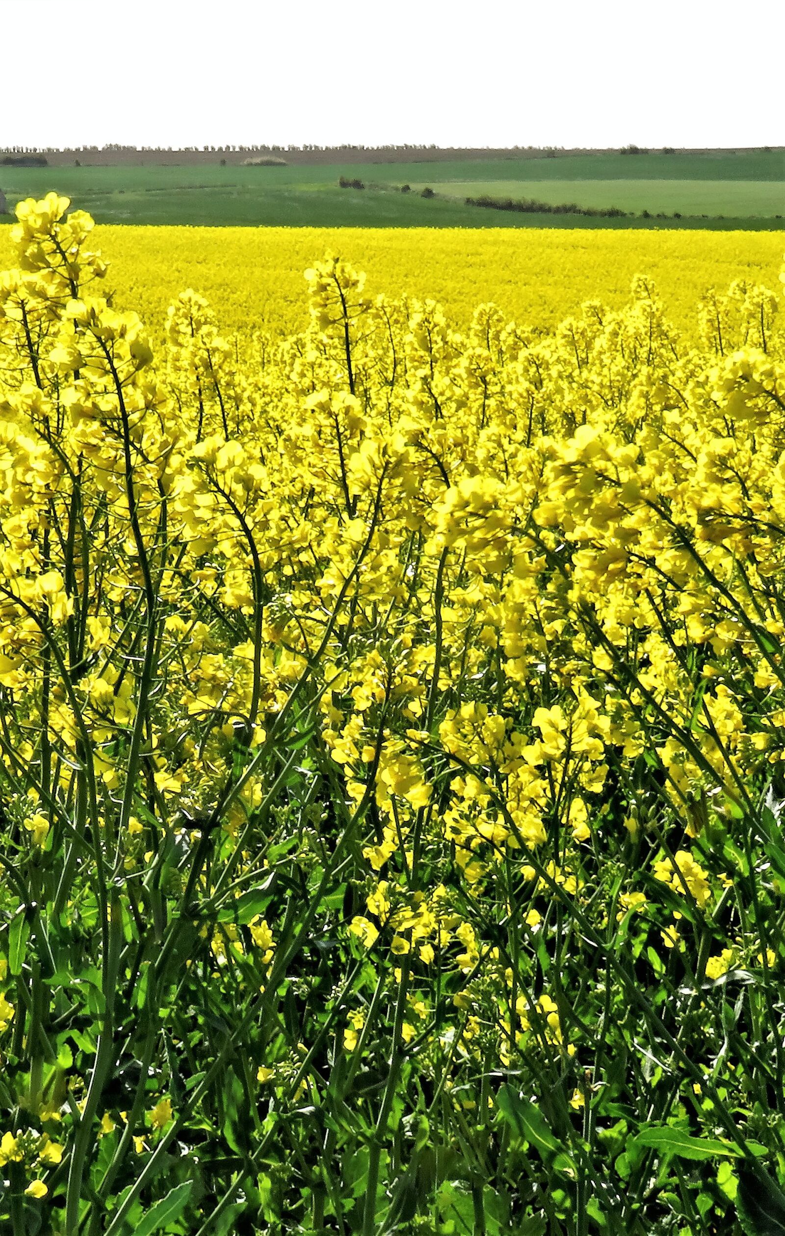 Canon PowerShot SX710 HS sample photo. Oilseed rape, field of photography
