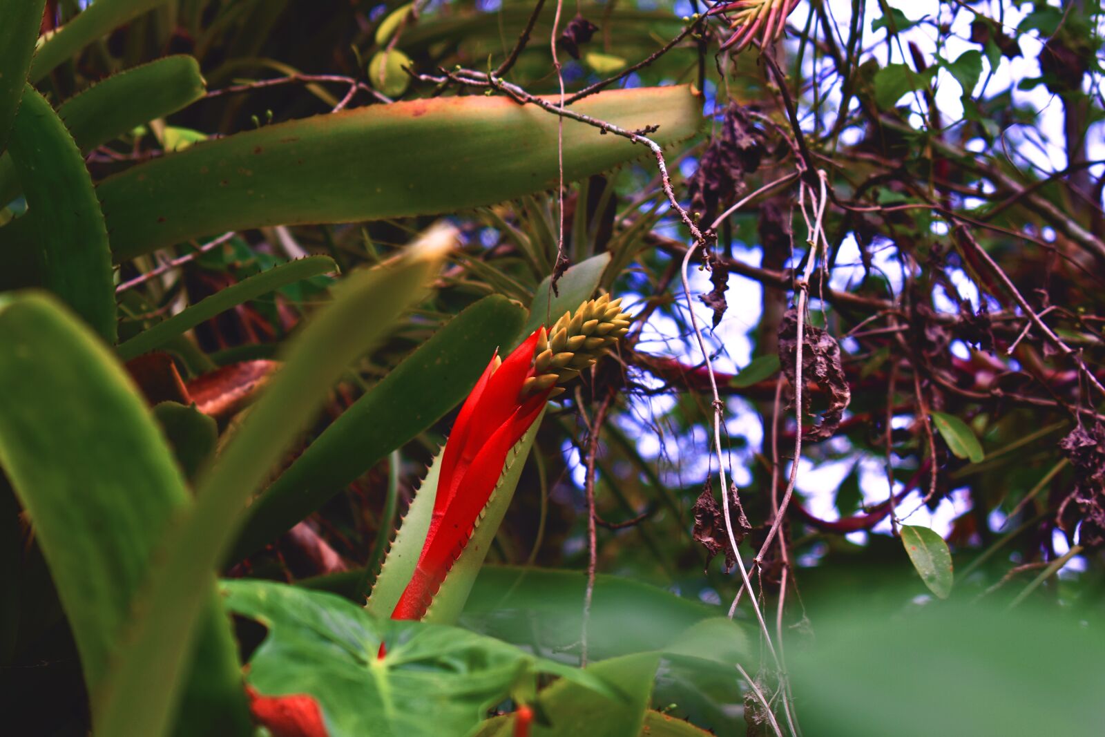 Nikon D3400 sample photo. Nature, flower, thorns photography