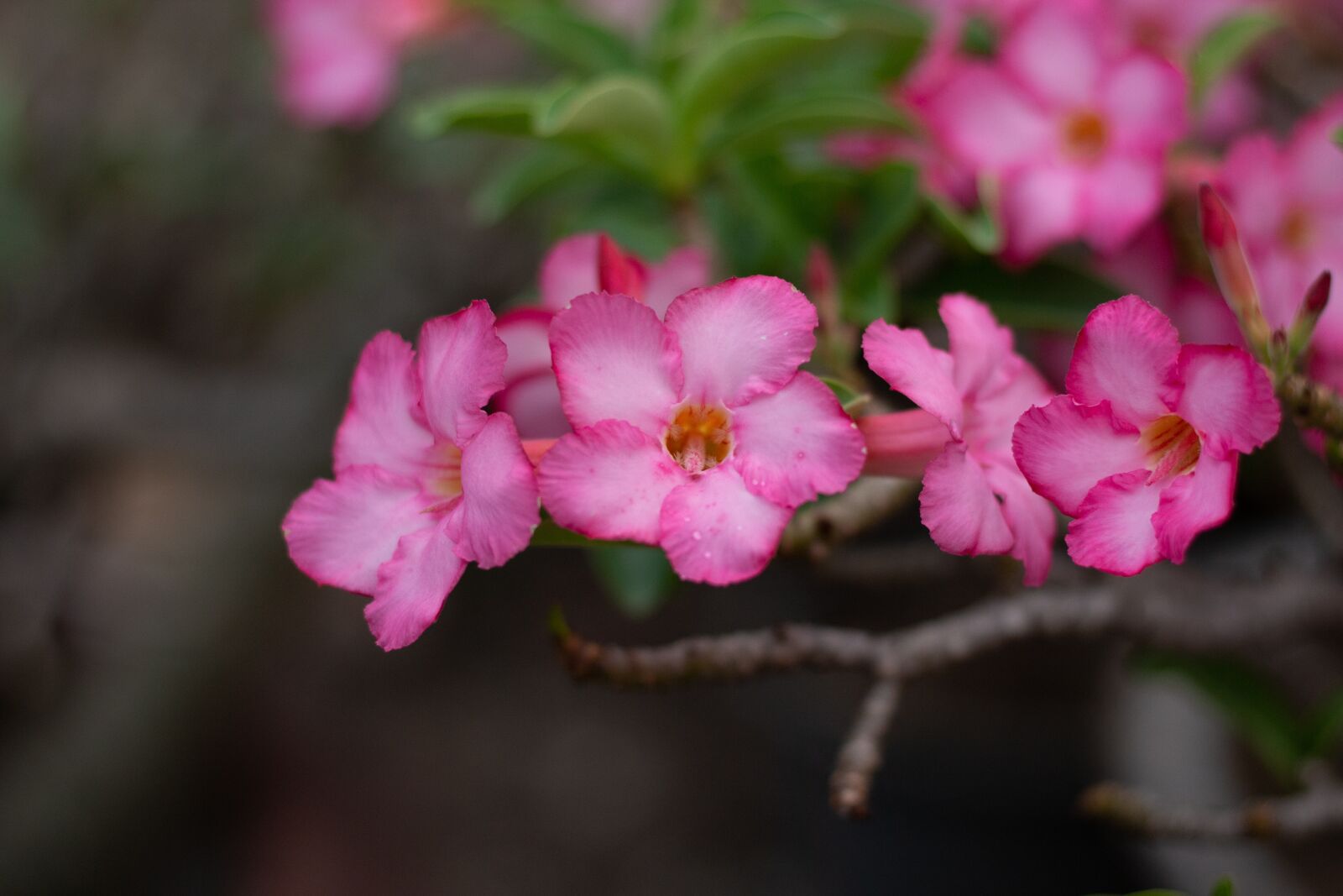 Canon EOS 700D (EOS Rebel T5i / EOS Kiss X7i) + Canon EF 50mm F1.8 STM sample photo. Invited to visit, flower photography