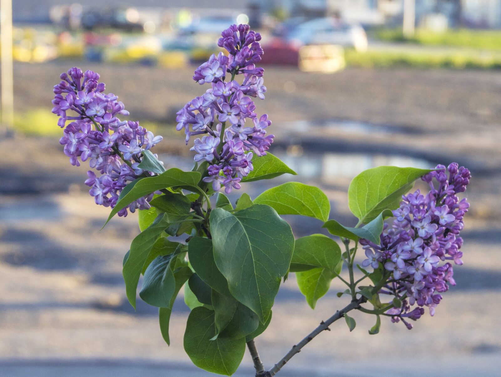 Nikon D5100 sample photo. Branch, lilac, flowers photography