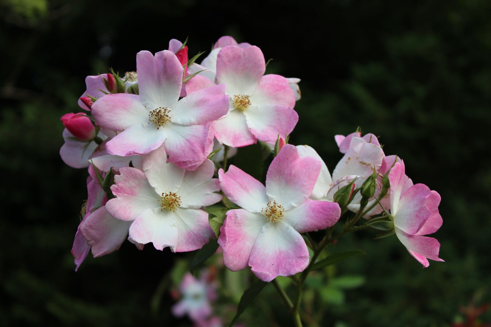 Canon EOS 600D (Rebel EOS T3i / EOS Kiss X5) sample photo. Wild rose, rose, blossom photography