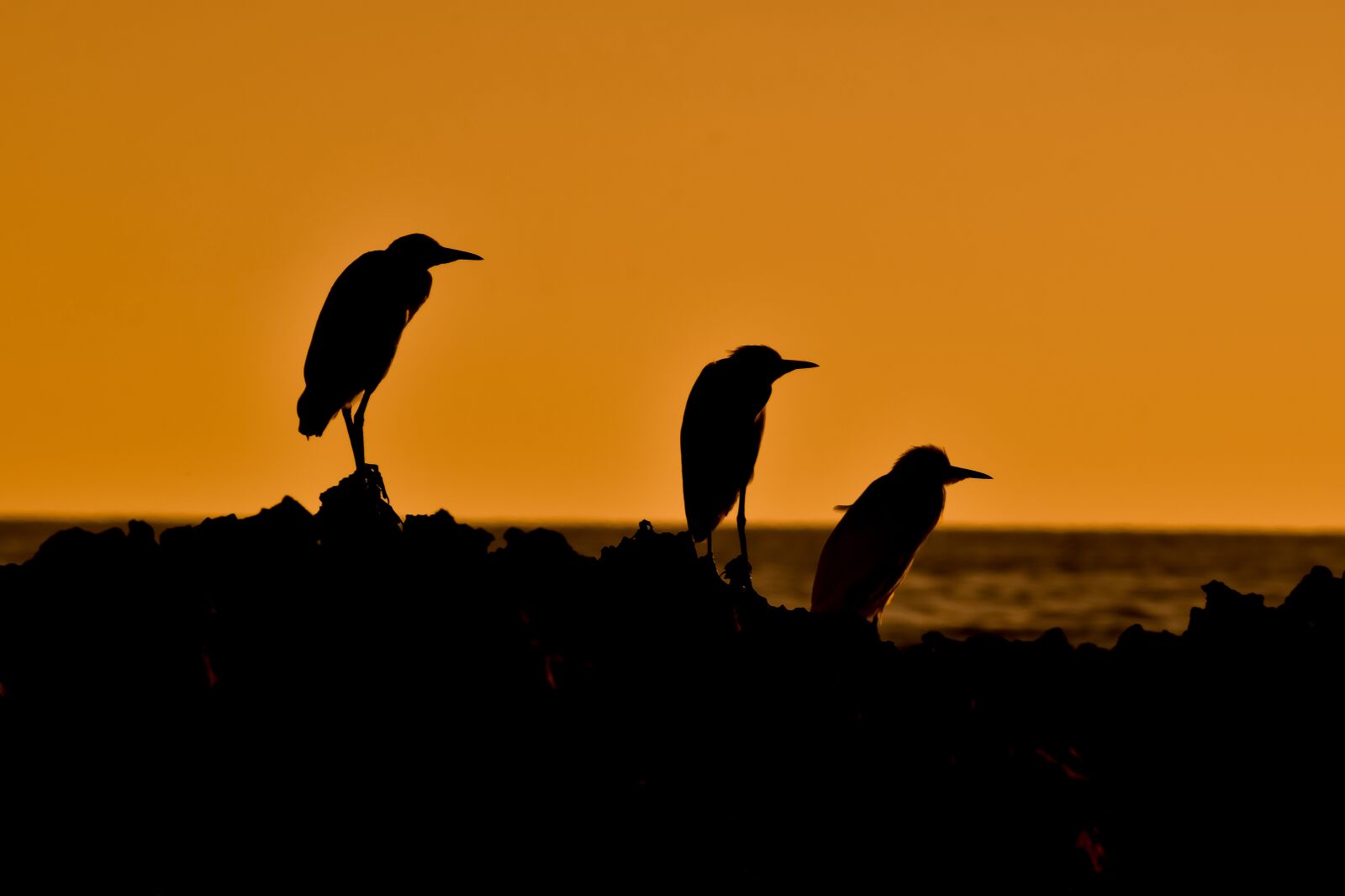 Nikon D3300 sample photo. Sea birds, sunset, silhouettes photography