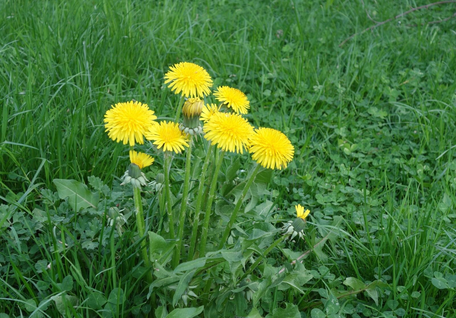 Sony Cyber-shot DSC-RX100 sample photo. Dandelion, grass, summer photography