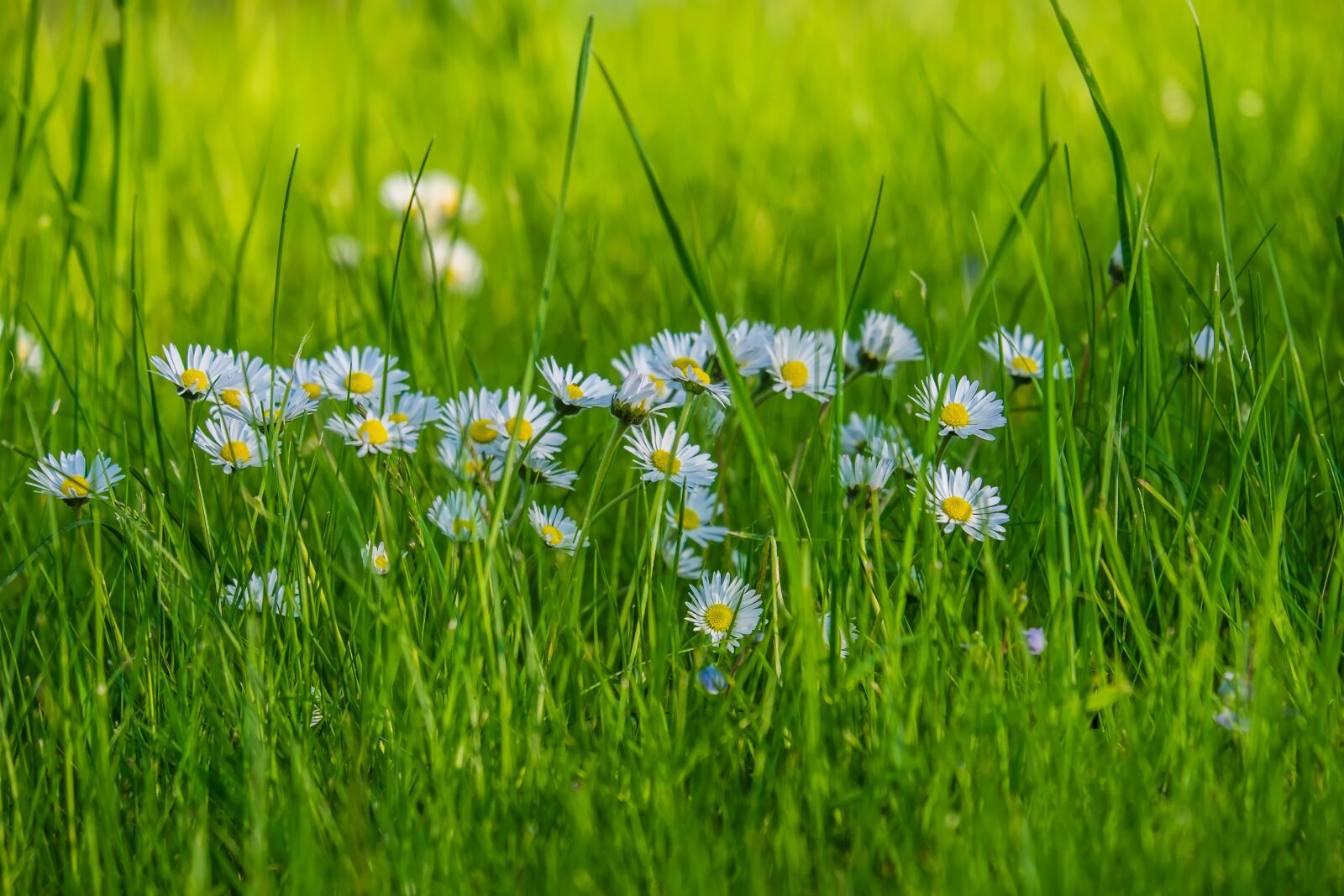 Fujifilm X-T10 sample photo. Daisy, flower white, bellis photography