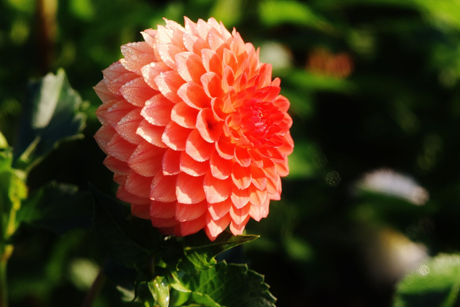 Nikon D7200 sample photo. Dahlia, dahlias, autumn photography