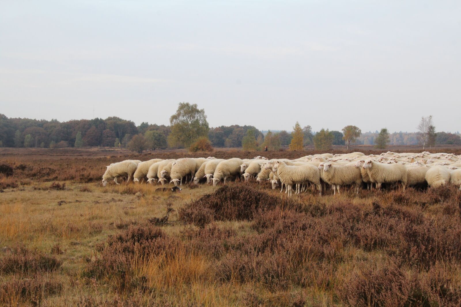 Canon EOS 1200D (EOS Rebel T5 / EOS Kiss X70 / EOS Hi) sample photo. Sheep, ermelo, dog photography