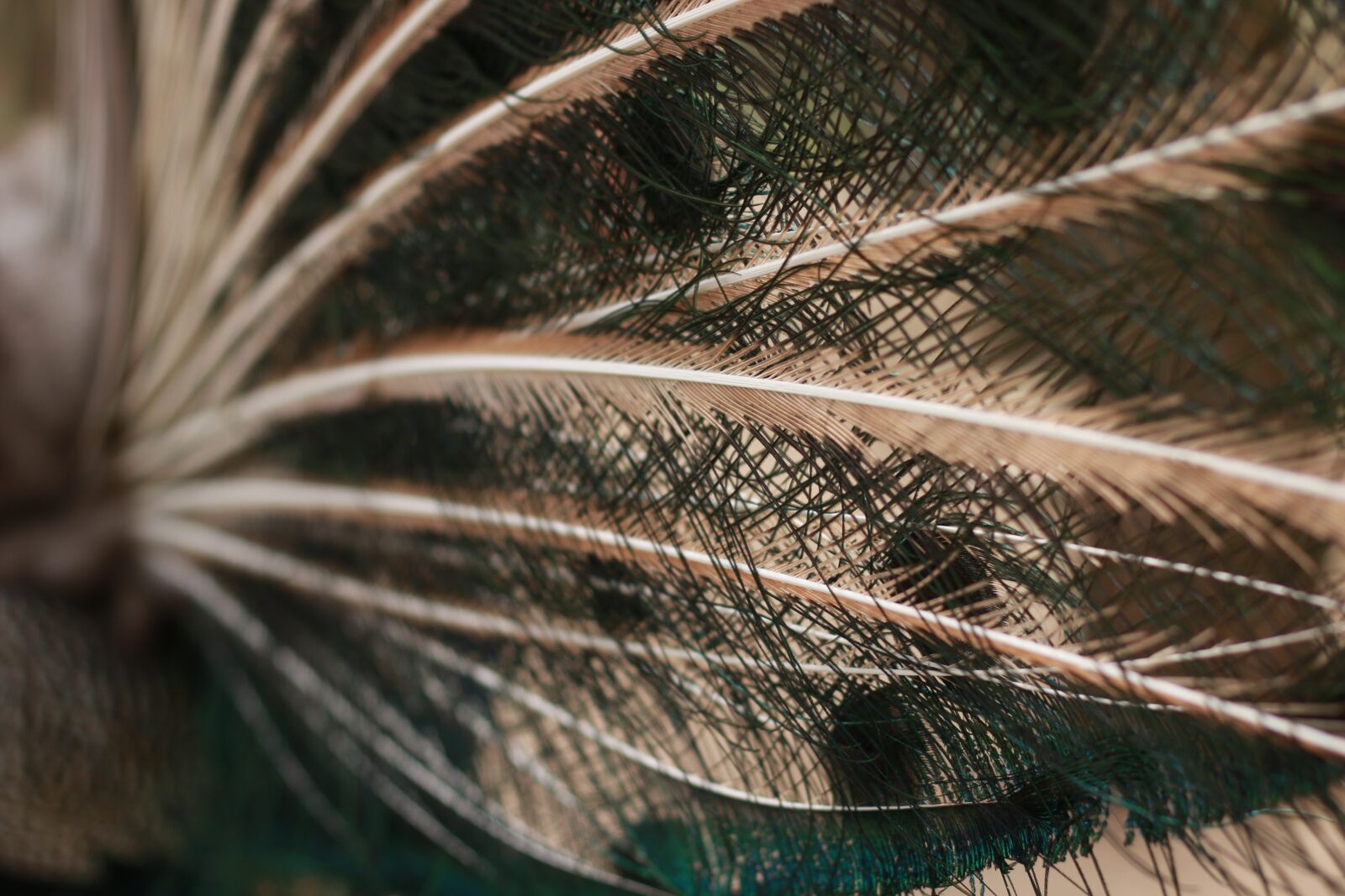 Canon EOS 70D sample photo. Nature, peacock, wildlife photography
