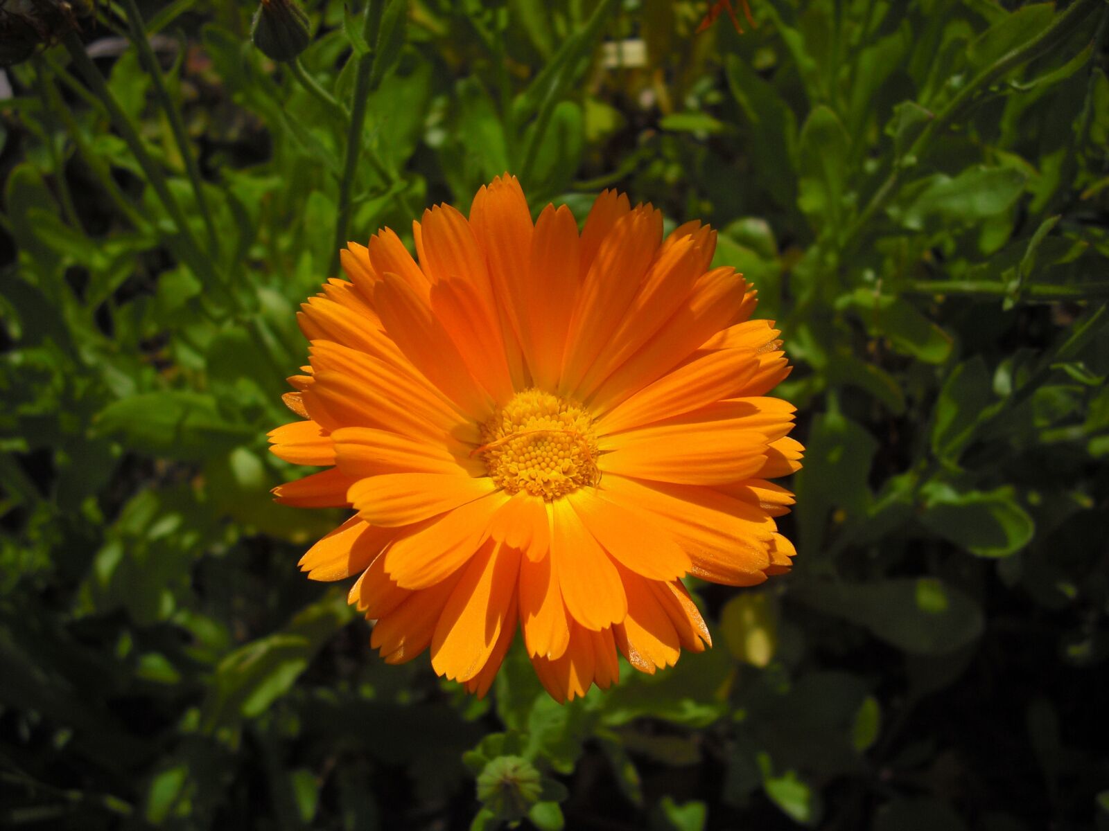 CASIO EX-Z9 sample photo. Calendula, marigold, flower photography
