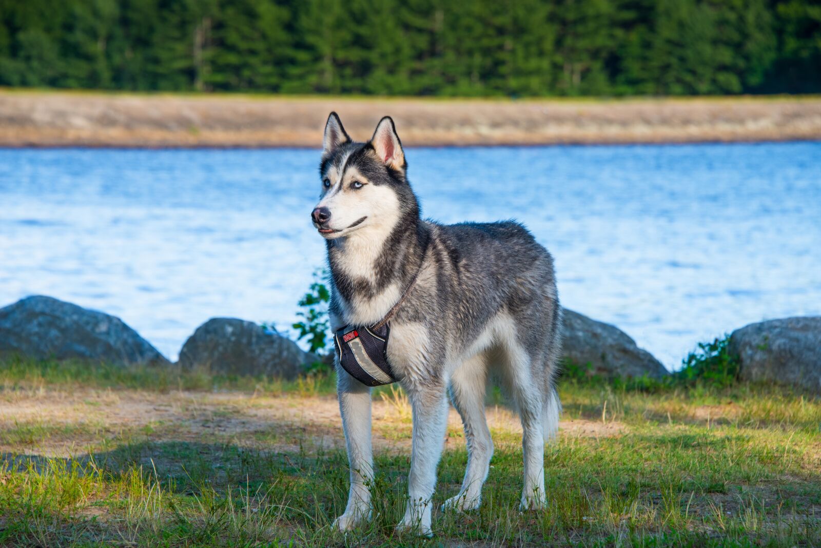 Nikon D800 sample photo. Dogs, husky, outdoor photography