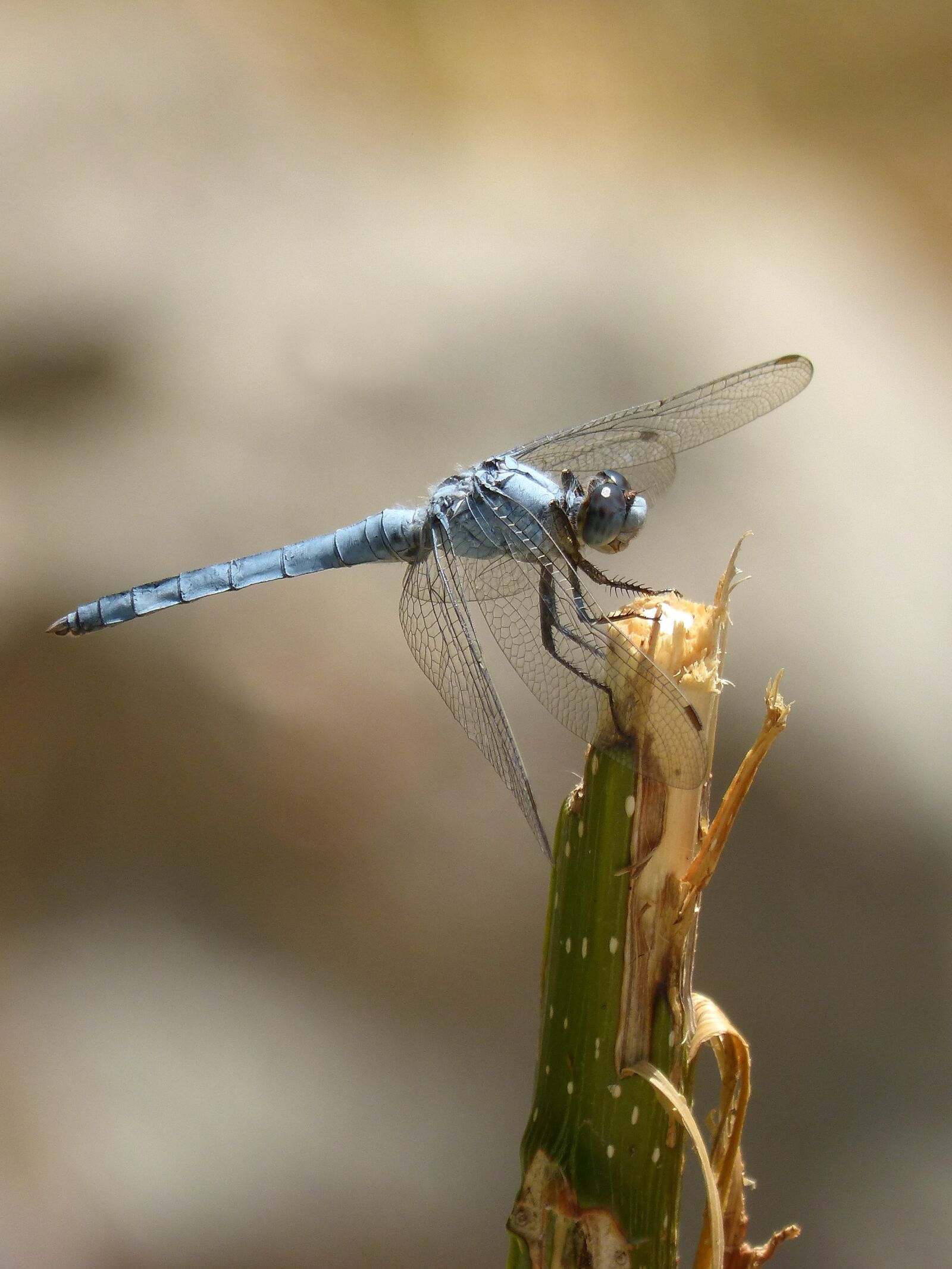 Panasonic DMC-FZ62 sample photo. Blue dragonfly, branch, wetland photography