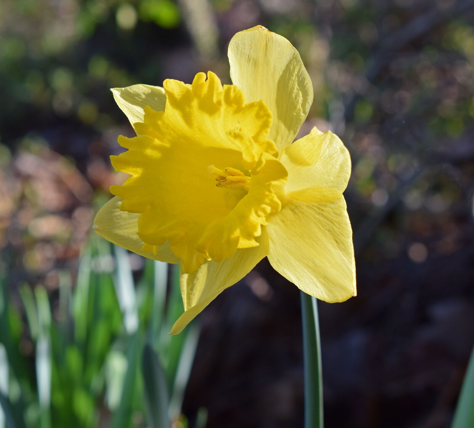 Nikon D3300 sample photo. Daffodil, flower, blossom photography