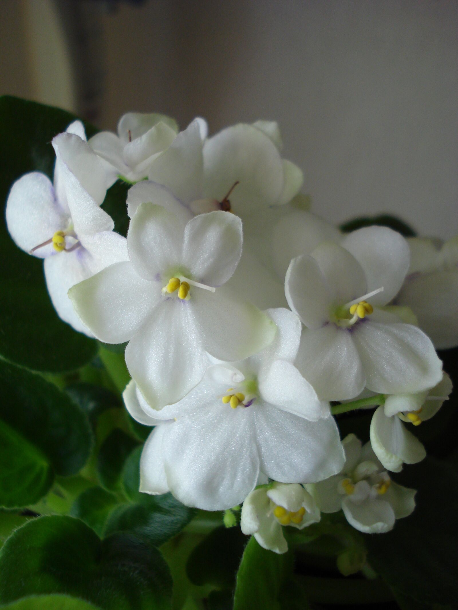 Sony DSC-W55 sample photo. Saint paulia, flower, white photography
